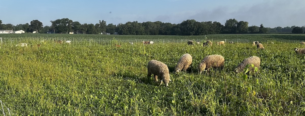 Sheep grazing at Twisted Oaks