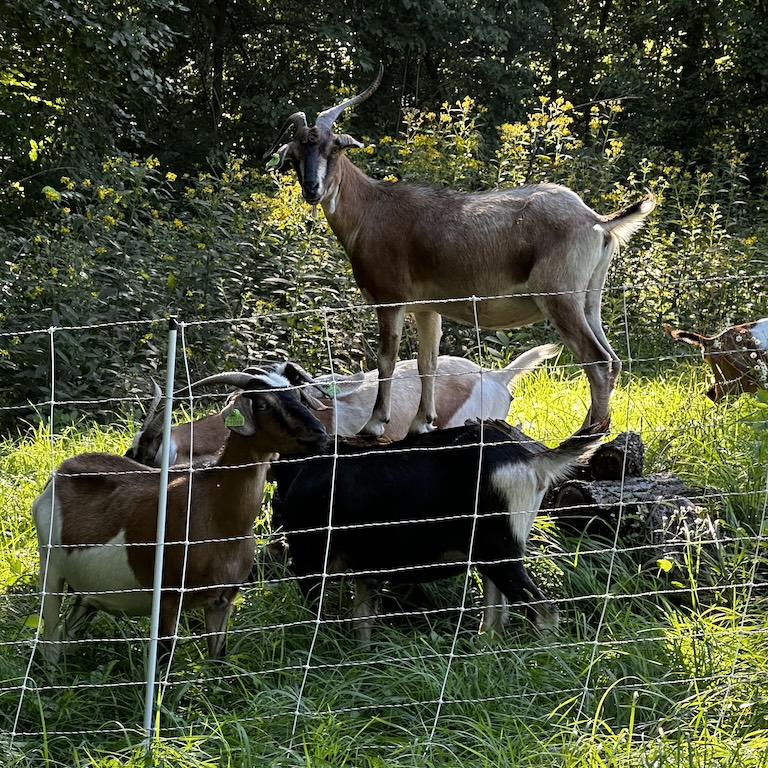 goats grazing